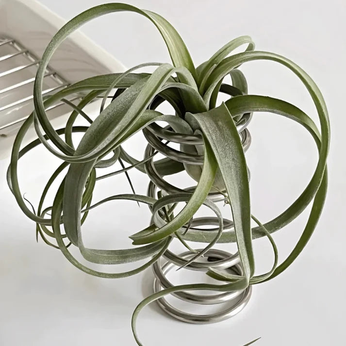 Spiral Metal Organiser
